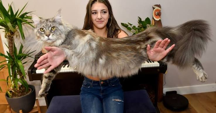  Big Cat wife