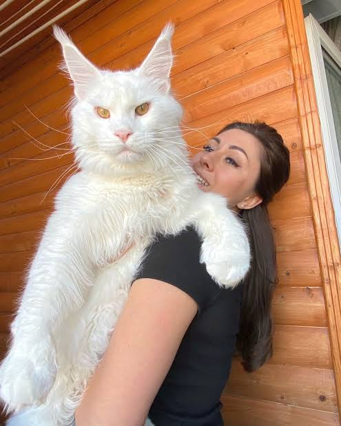  Big Cat wife